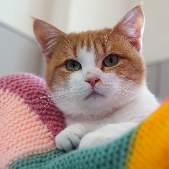 How to introduce a kitten to a cat