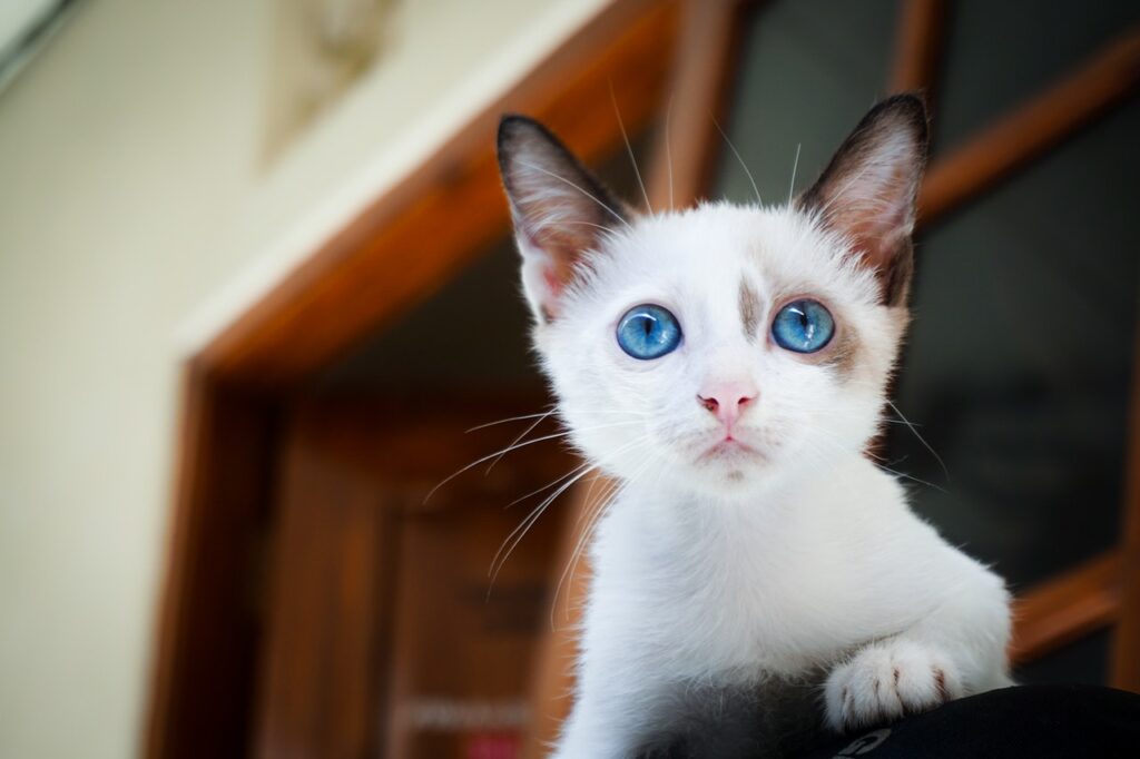 Getting a kitten to like you