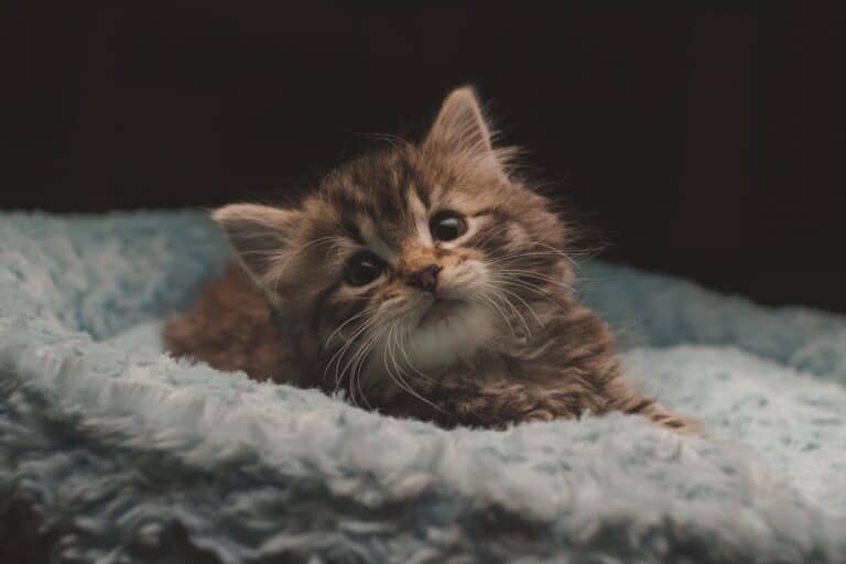 how to litter train a kitten without a mother