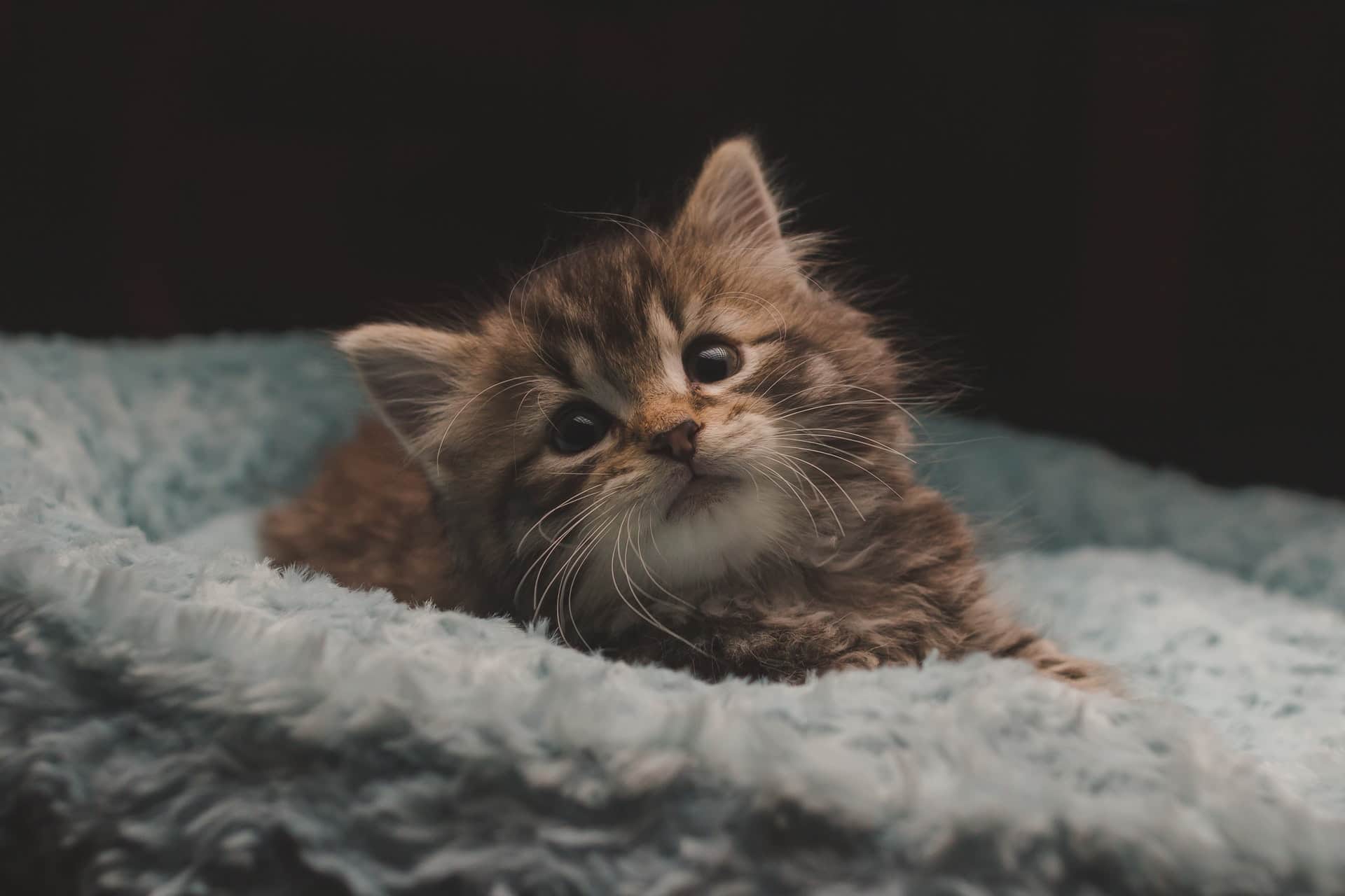 how to litter train a kitten without a mother