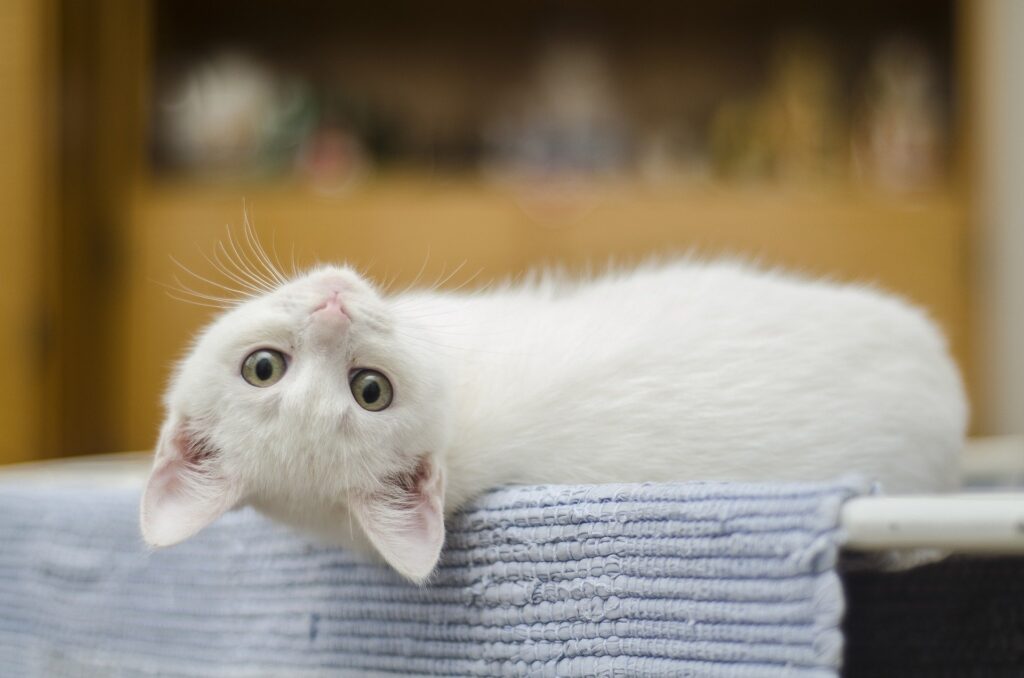 how to litter train a kitten without a mother