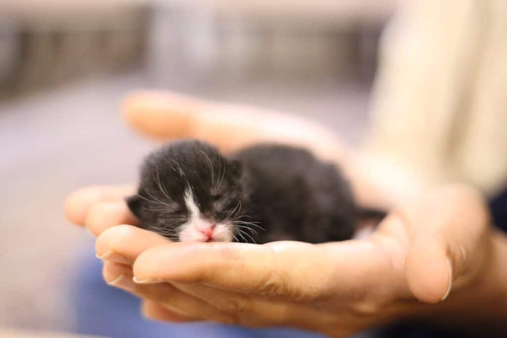 How to litter train a kitten without a mother