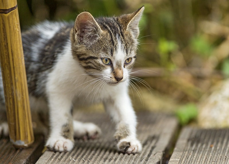 how much to feed a young adult cat