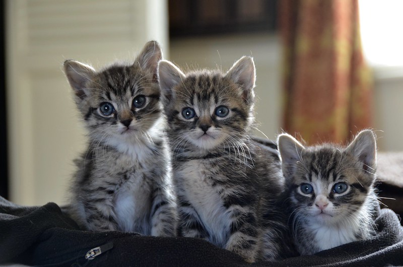 how much to feed a kitten