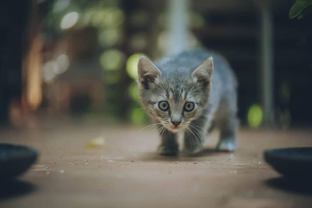 confused kitten