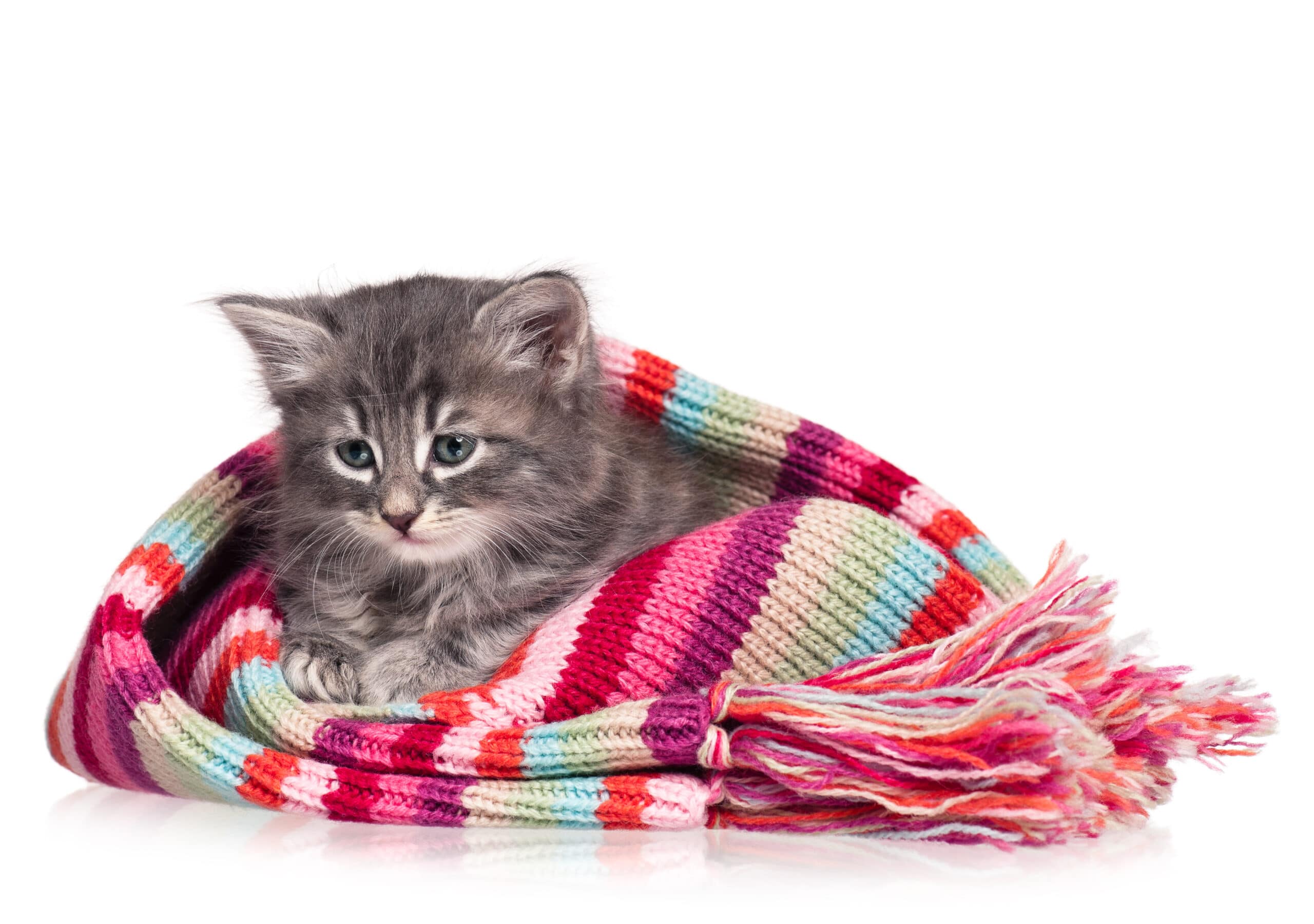 how to soothe a crying kitten