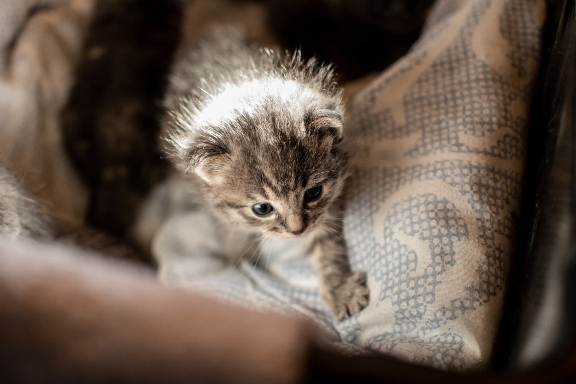 kitten crying bed