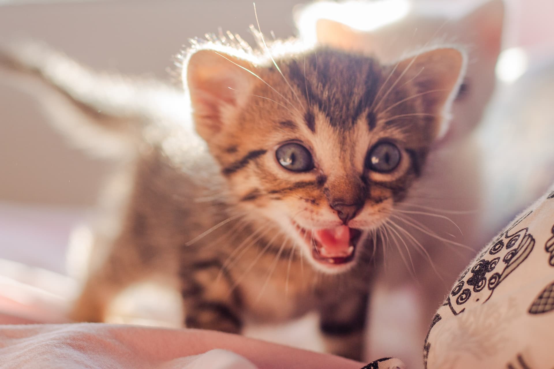 Crying kitten