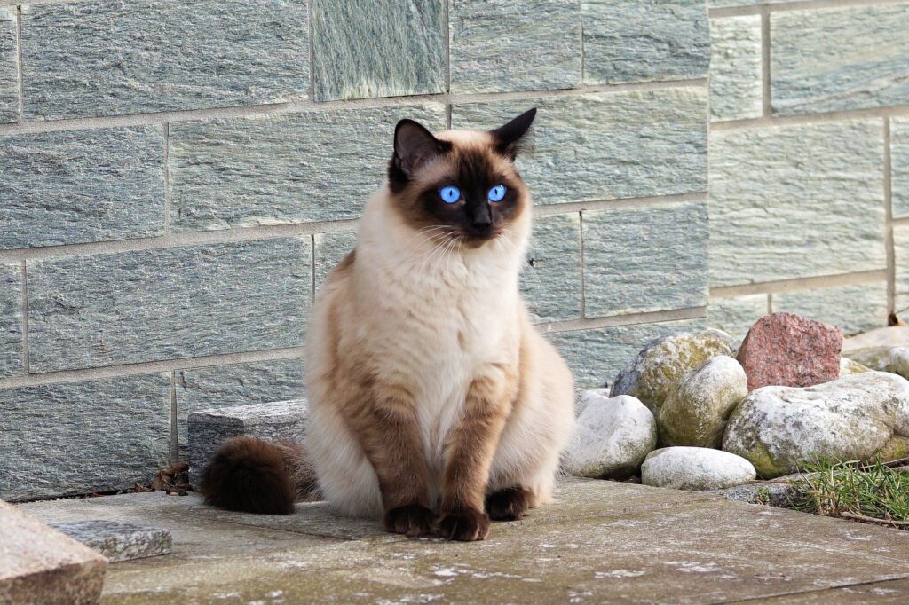 Why do some cats live longer than others?