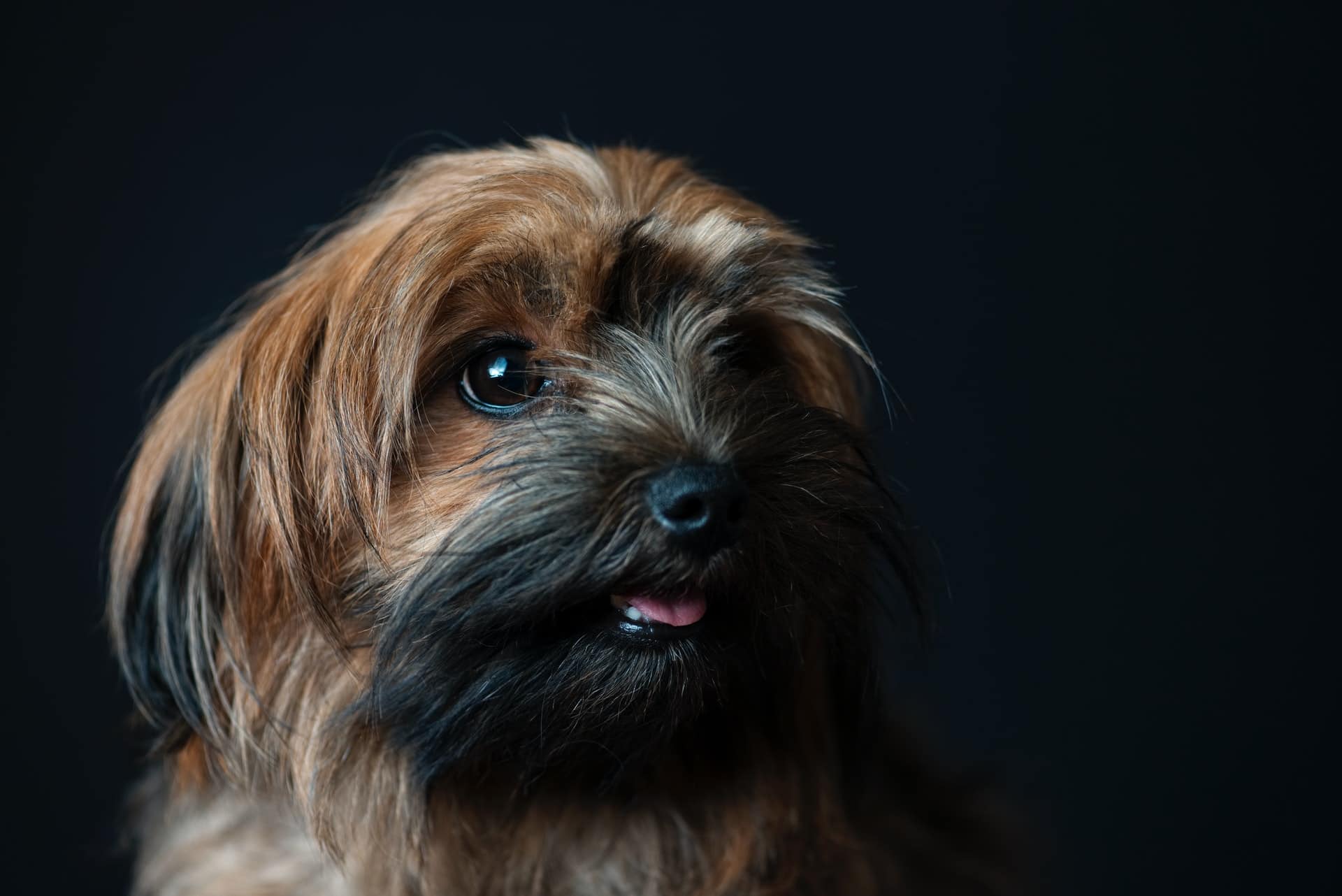 How to stop my dog from excessive barking