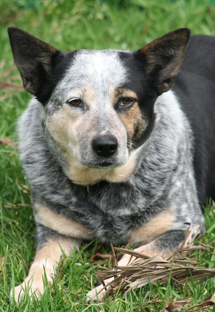 Austrlian Cattle Dog