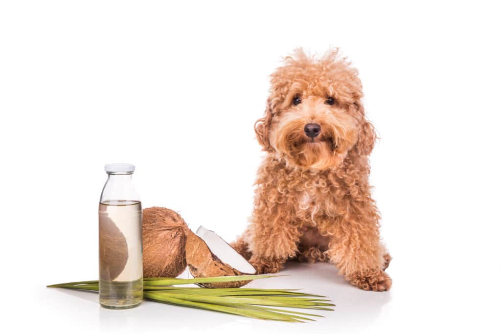 How to keep fleas off dogs