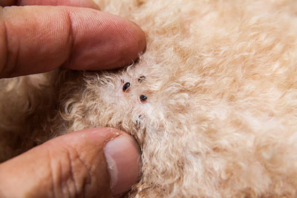 how to keep fleas off dogs