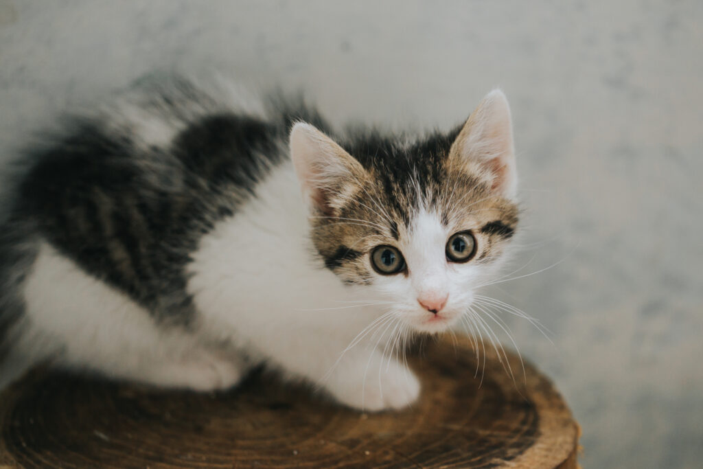 socializing a wild kitten