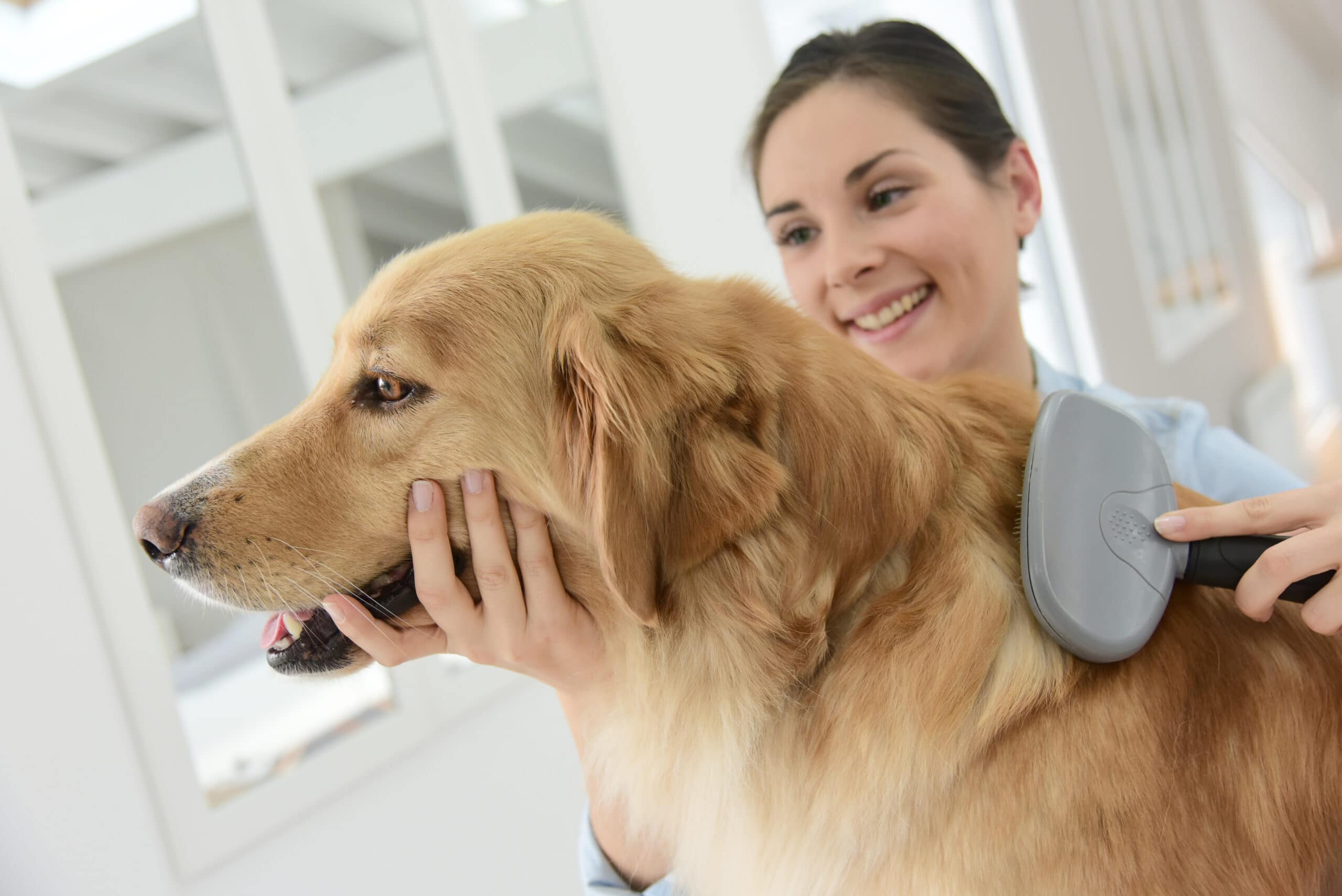 How to keep fleas off dogs