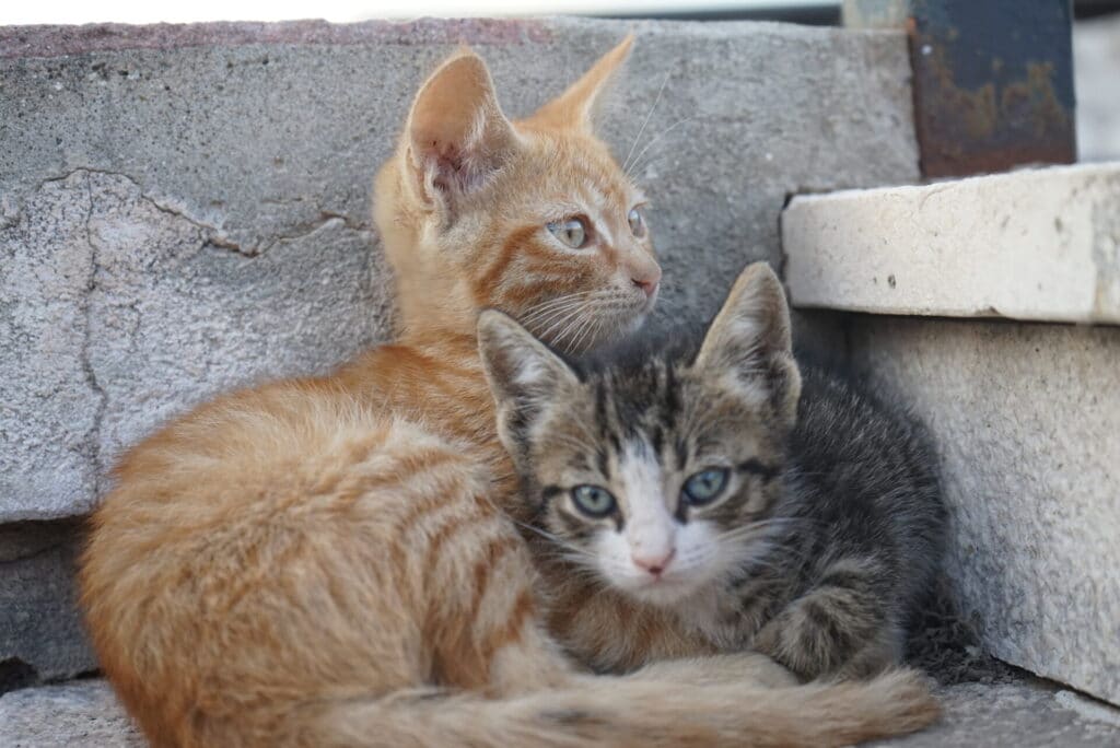 How to tame a kitten? Why taming a wild kitten is important?