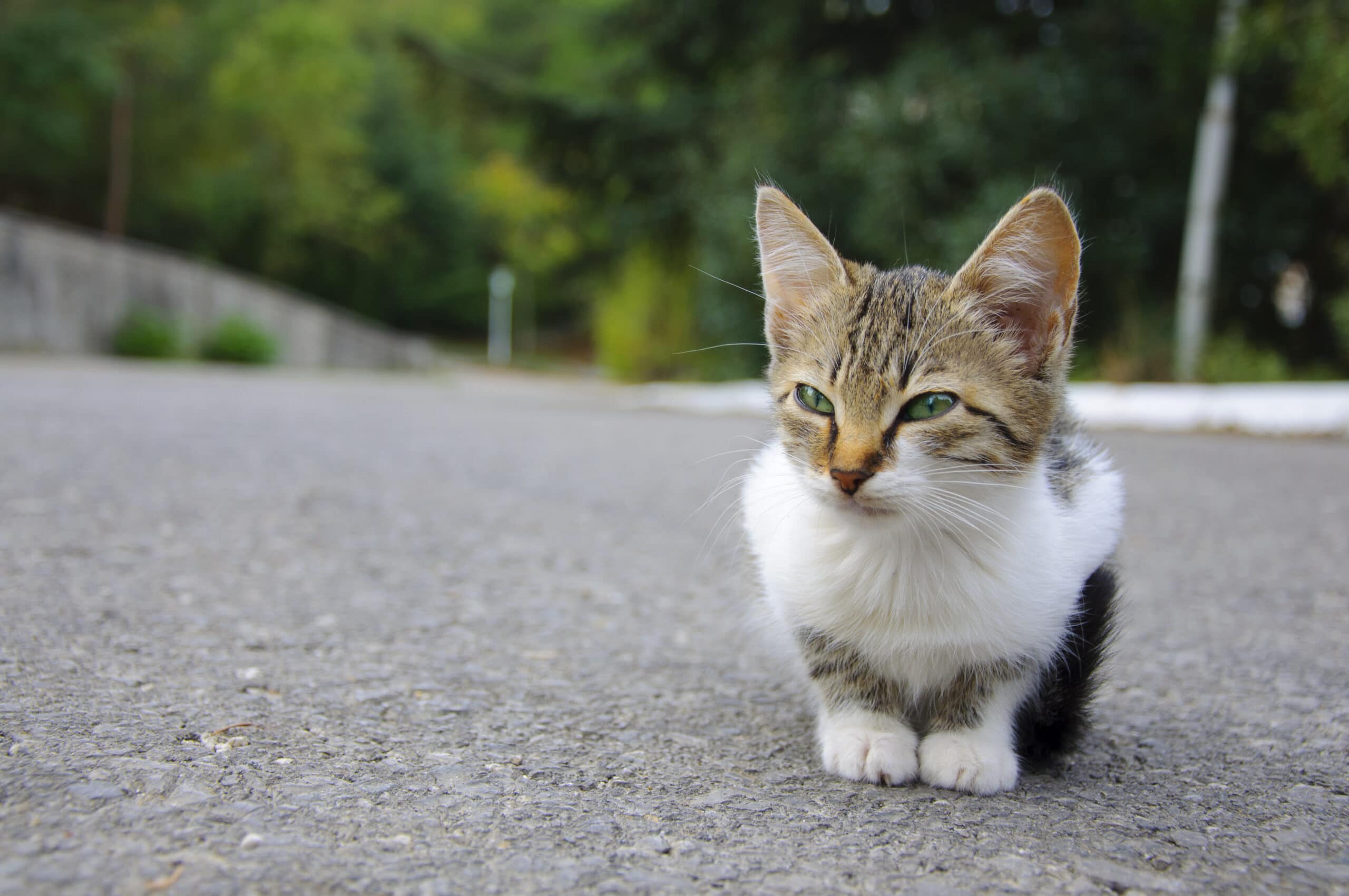 How to tame a wild kitten