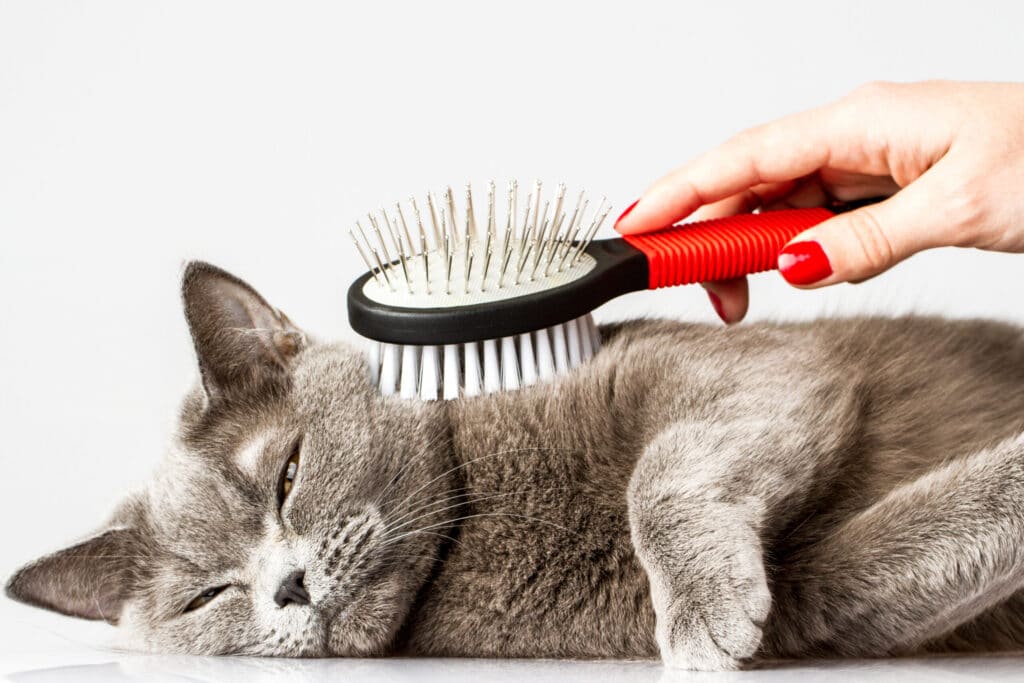 Brushing to manage excessive shedding in your cat