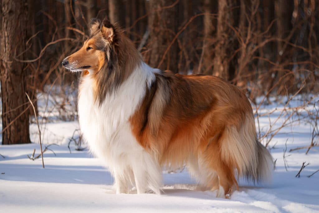 Types of Emotional Support Dogs