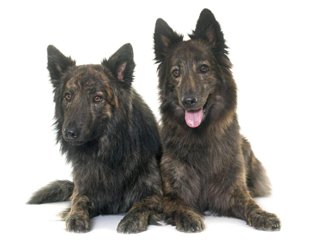 Dutch Shepherd