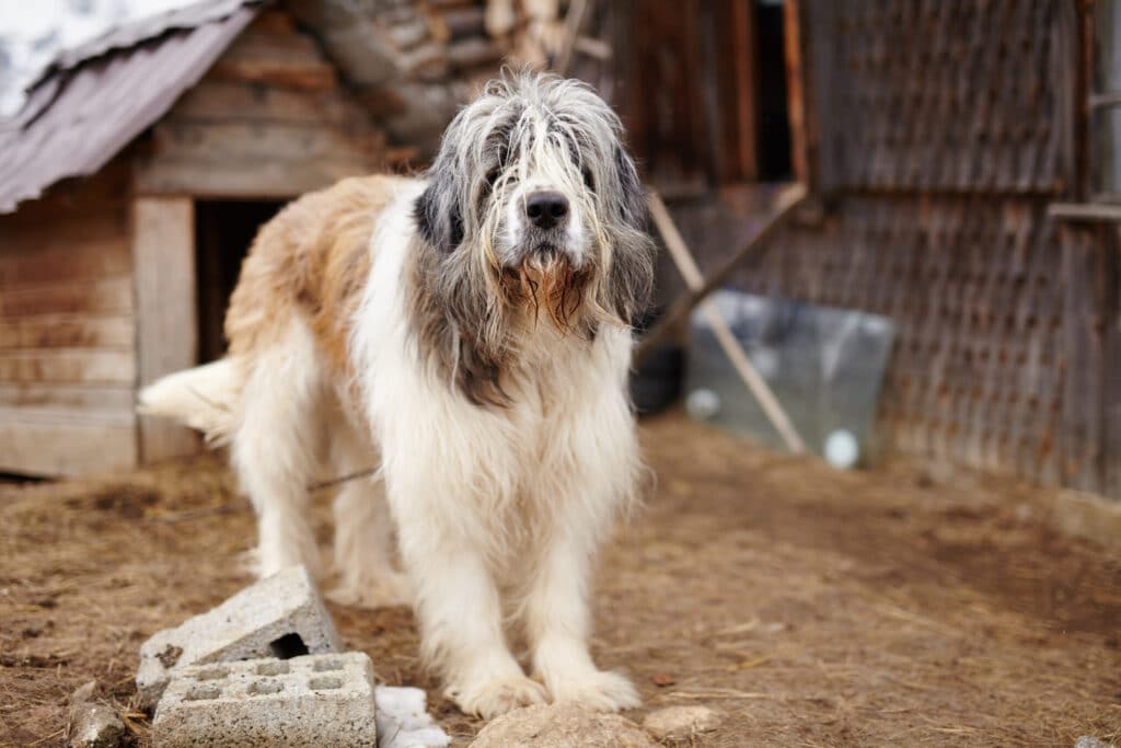 dogs similar to German Shepherd.