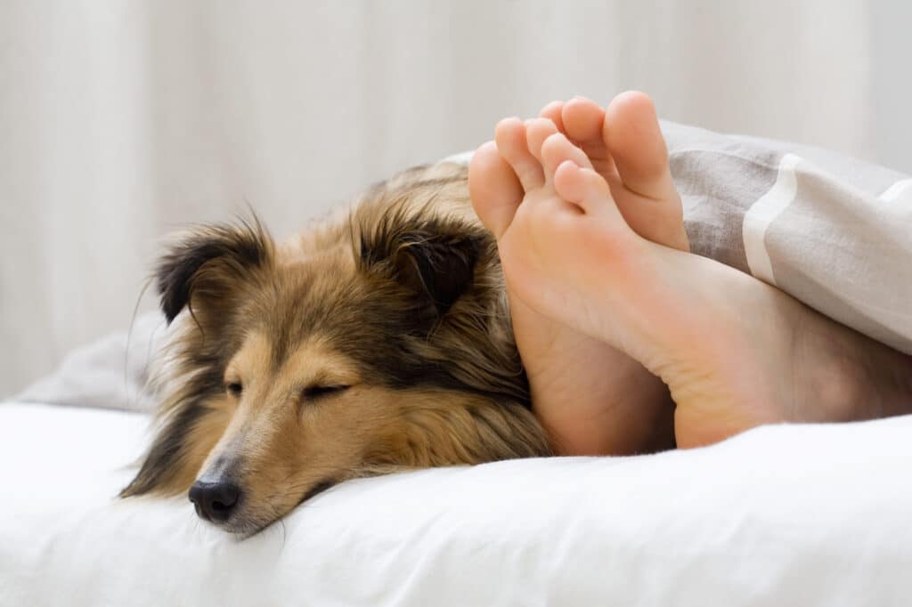 How to stop my dog from peeing on my bed?