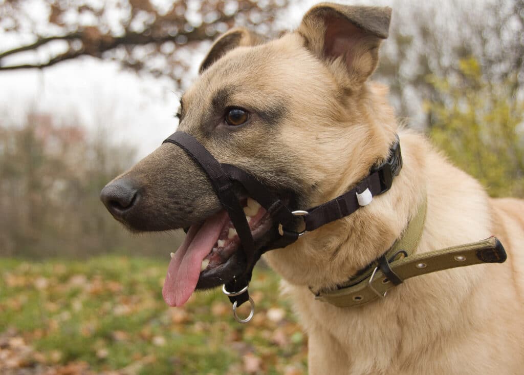 How to get your dog to stop barking at other dogs