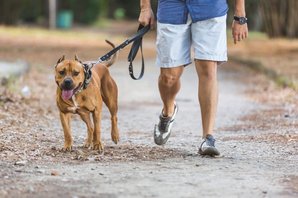Dog walking on leash