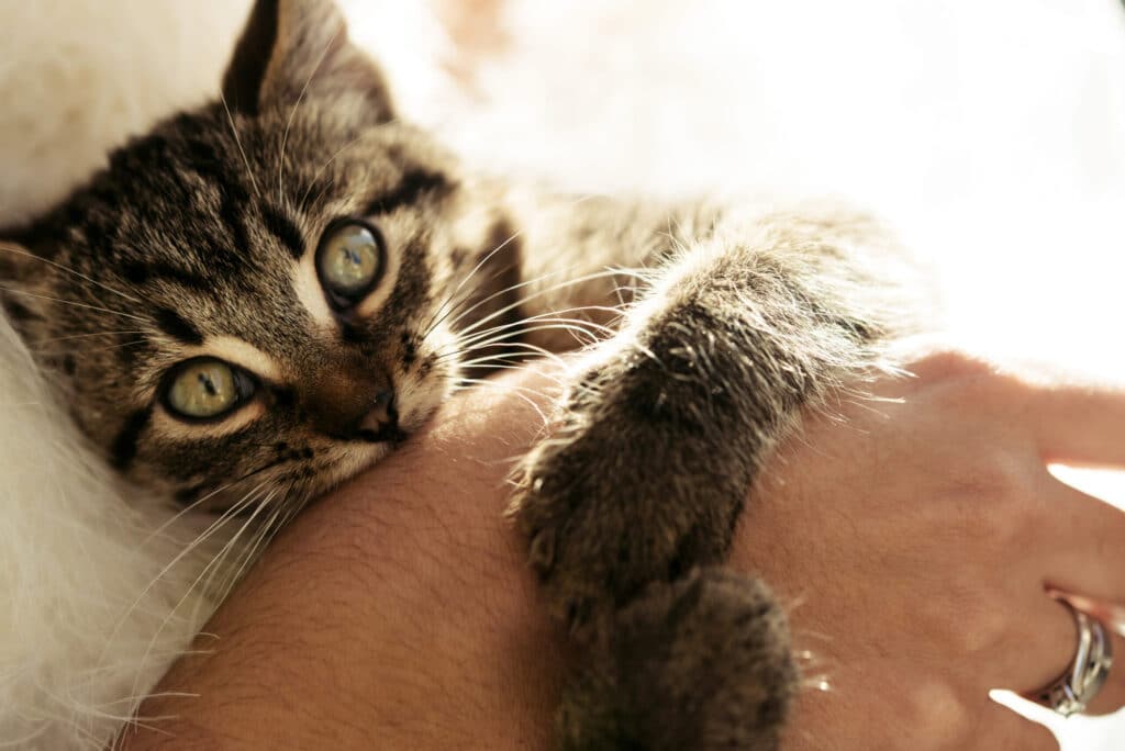How to stop a kitten from biting?