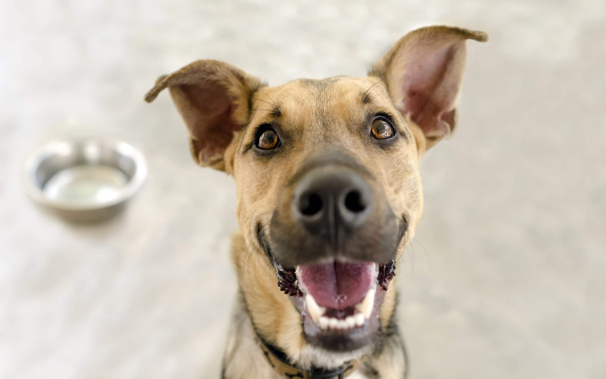 How to stop my dog from biting when excited
