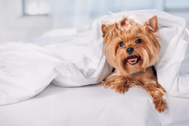 How to stop my dog from peeing on my bed?