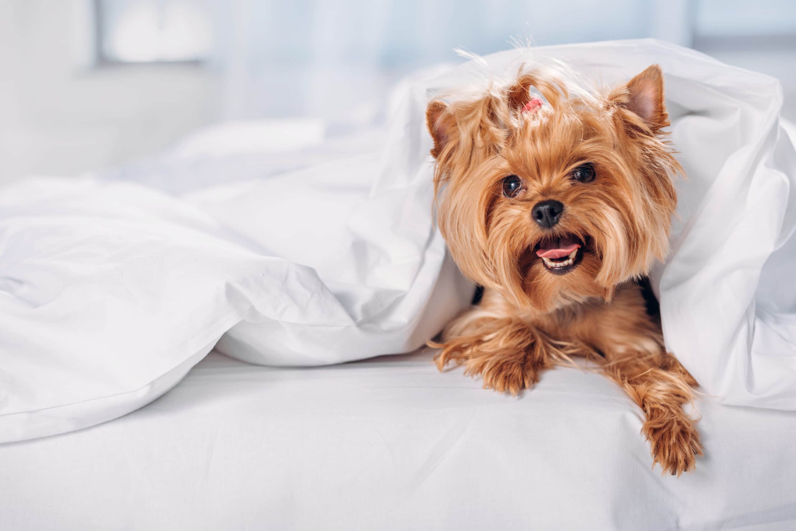 How to stop my dog from peeing on my bed?
