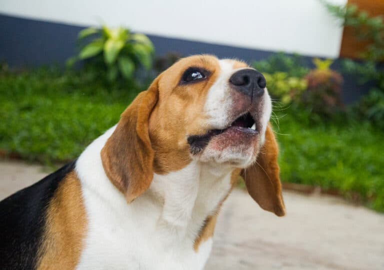 How to stop my dog from whining?