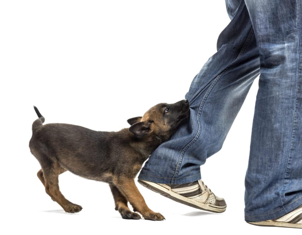 How to stop my dog from biting when excited