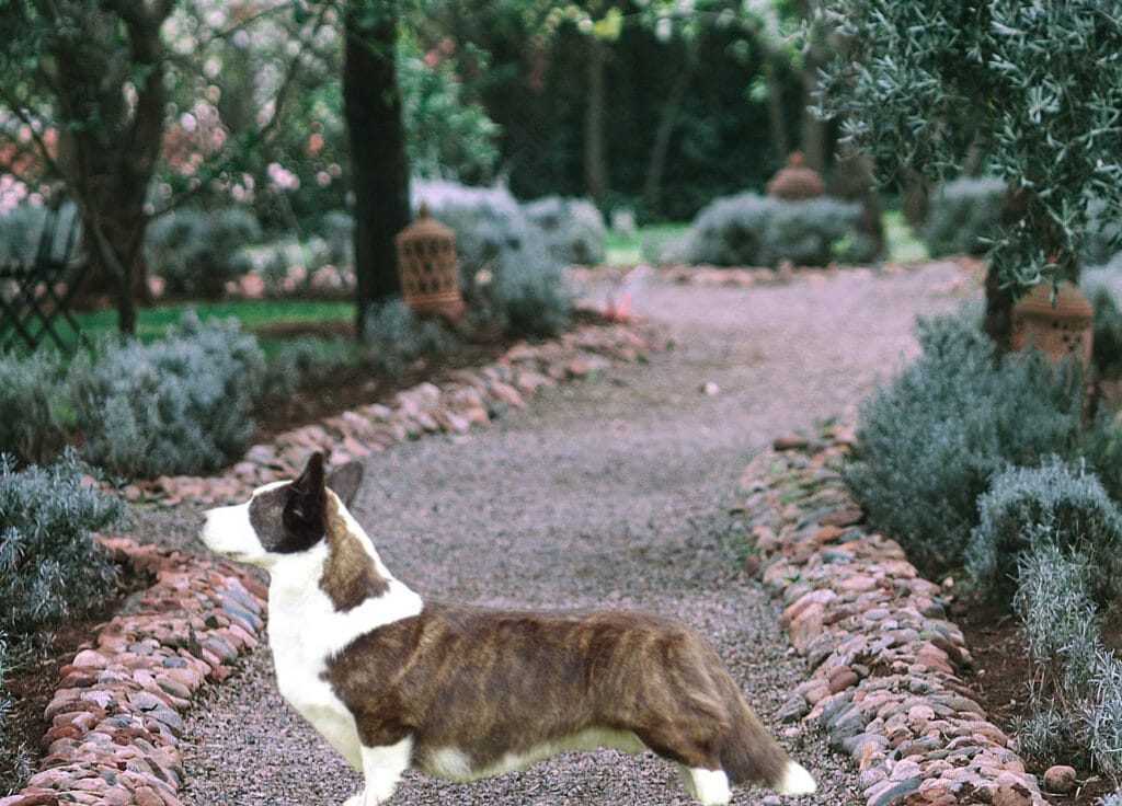 Cardigan Welsh Corgi Black Brindle