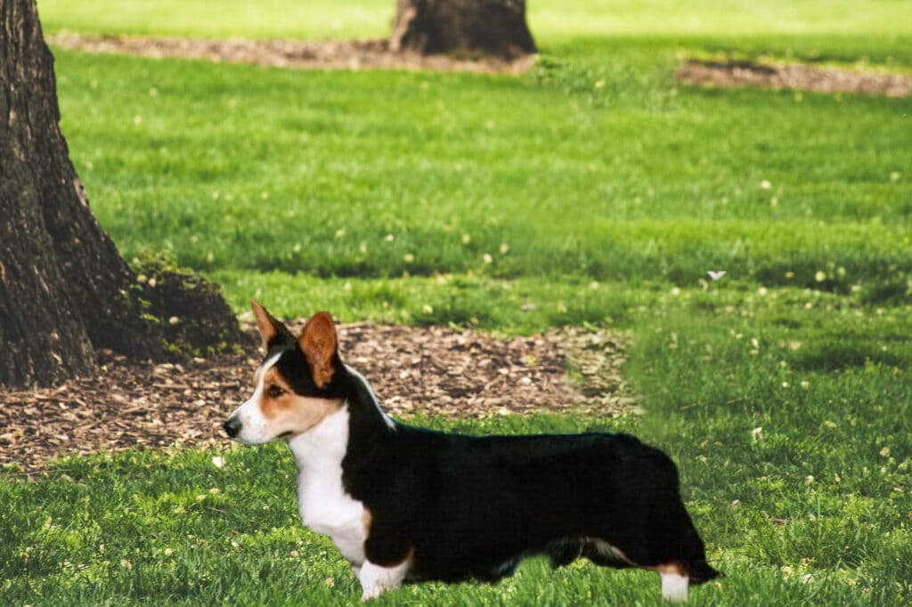 Cardigan Welsh Corgi Black with Tan Points