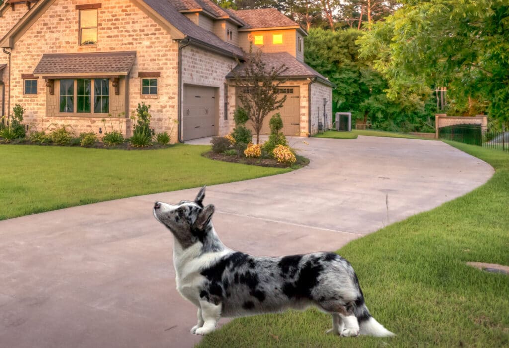 Cardigan Welsh Corgi Blue Merle With Brindle Points