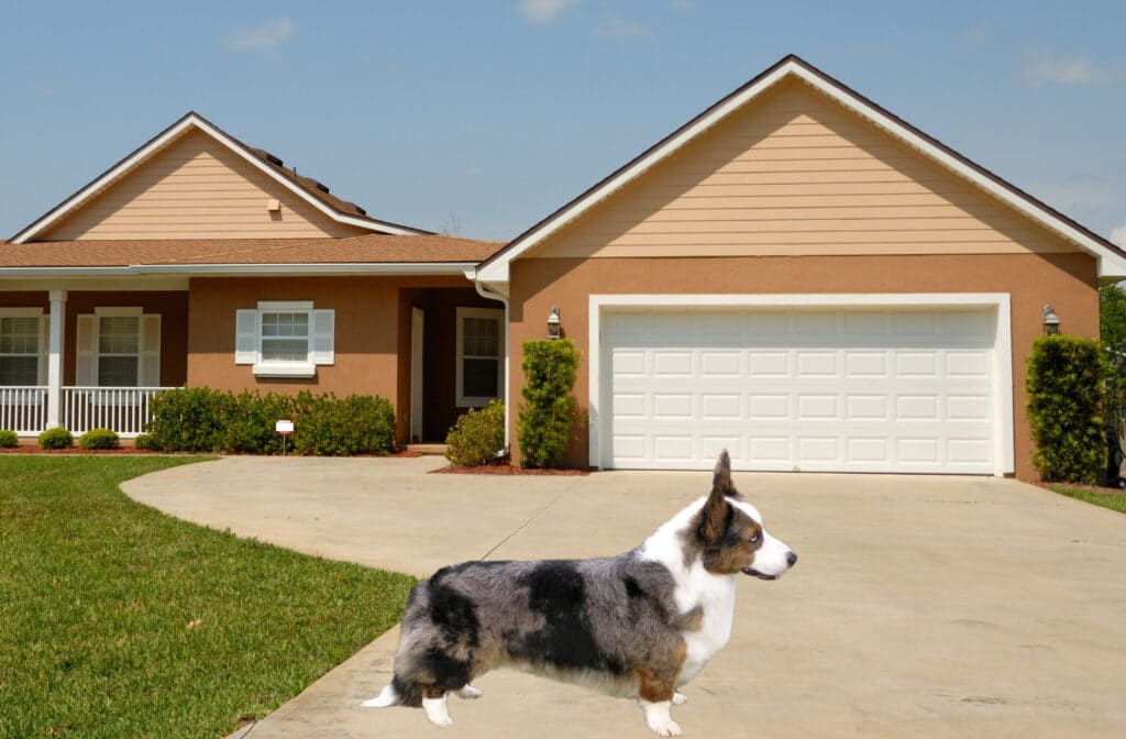 Cardigan Welsh Corgi Blue Merle with Tan Points