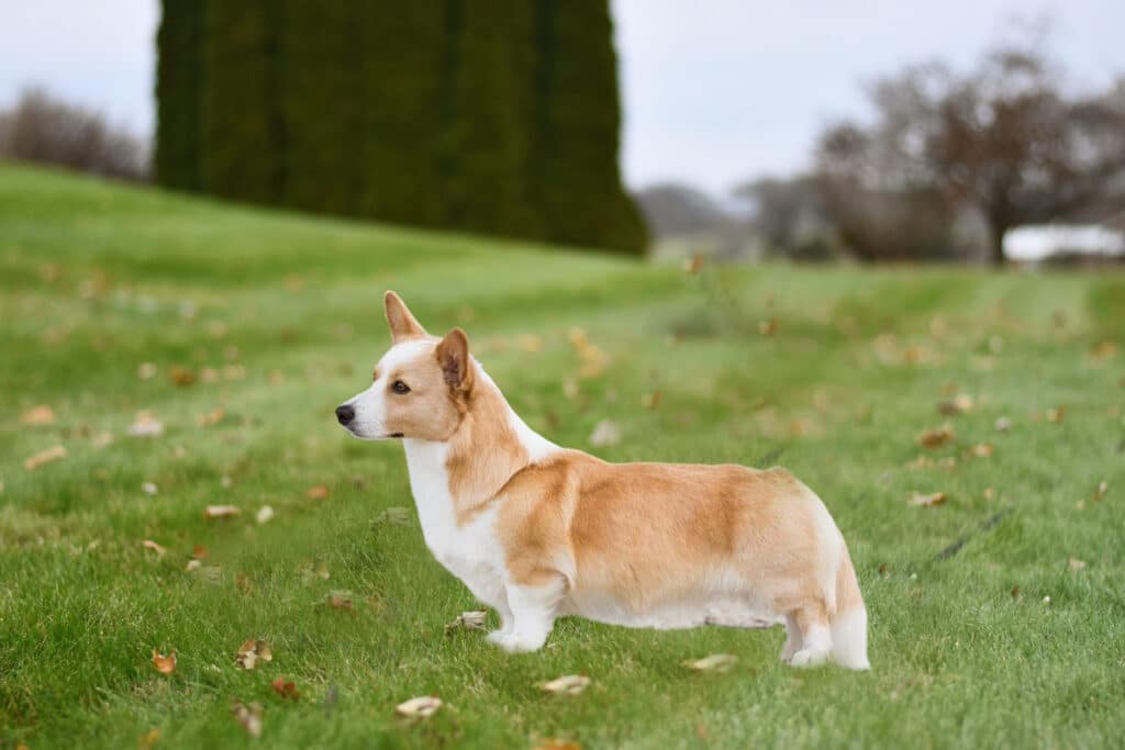 Corgi Colors: Cardigan Welsh Corgi Red