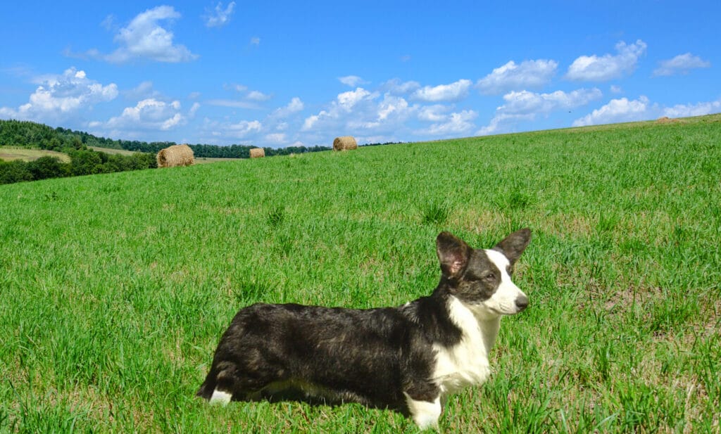 Cardigan Welsh Corgi Black with Brindle Points