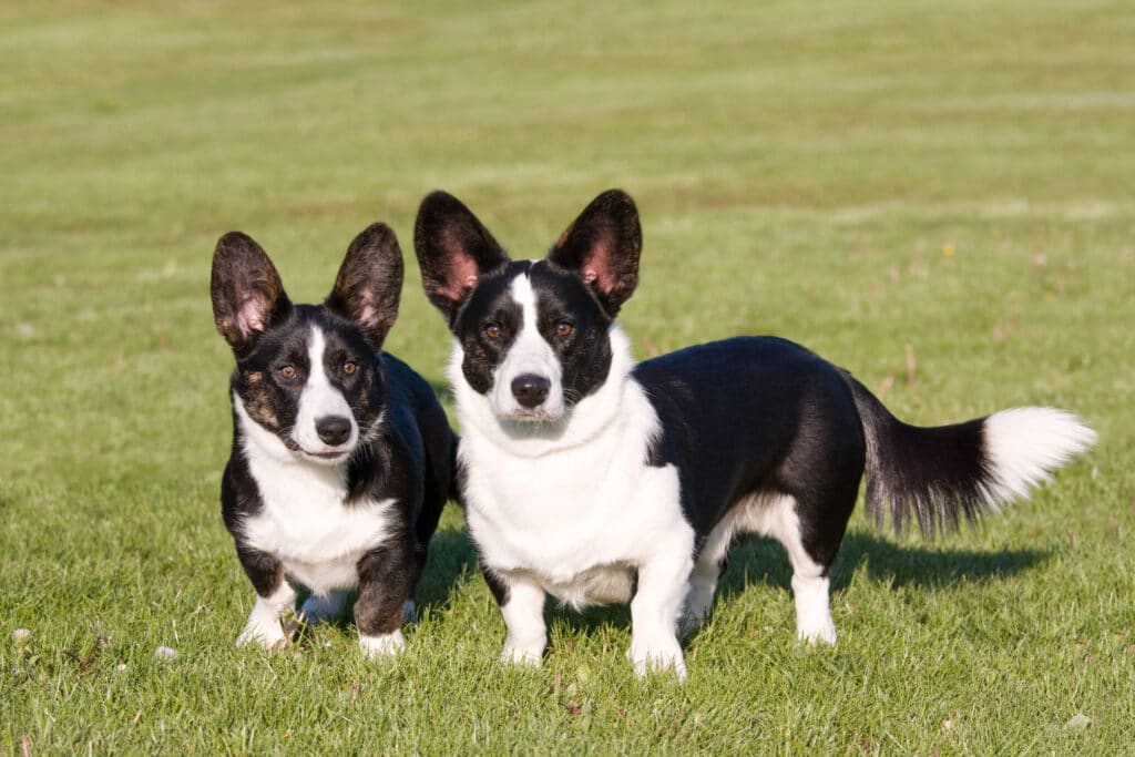 Corgi Colors: Cardigan Welsh Corgi