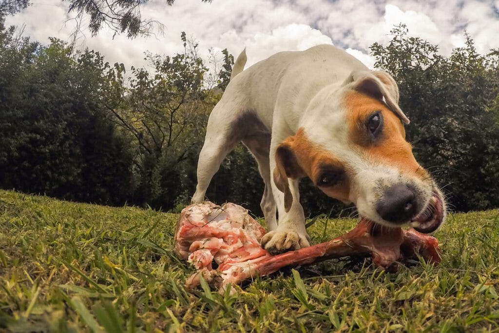 Jack Russell Terrier dog chewing on sheep bone outdoors