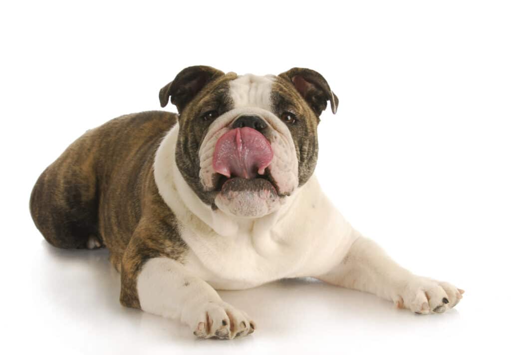 How to stop my dog from licking everything