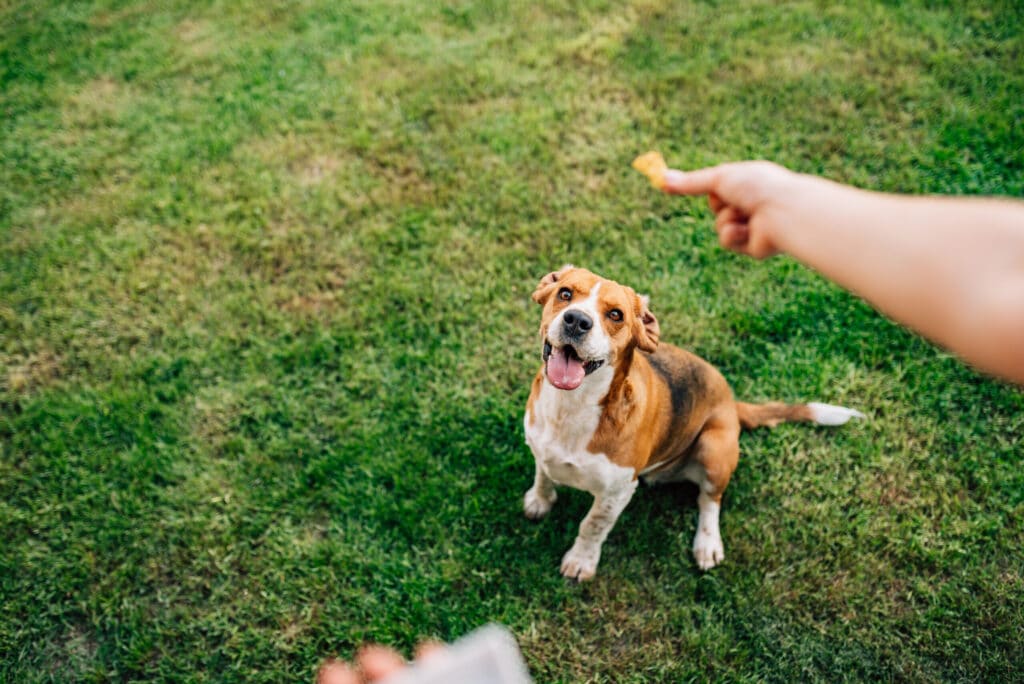 Training to stop a dog from eating everything