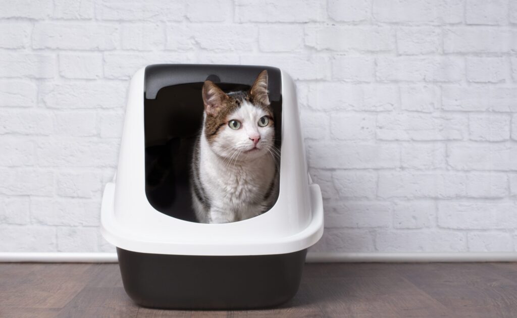 cat in a litter box