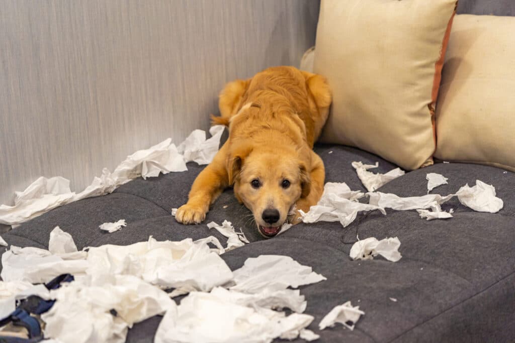Bored dog tearing up tissue paper on sofa