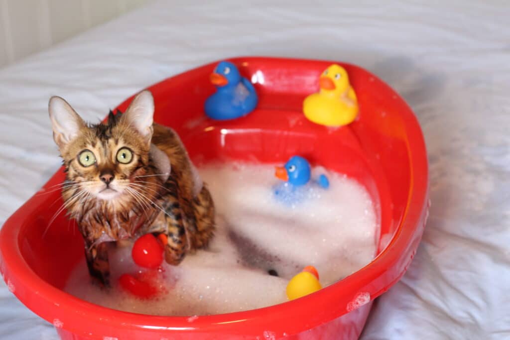 alternative shampoo for cats