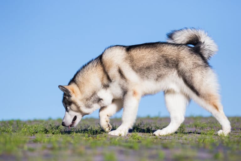 How to stop my dog from eating everything