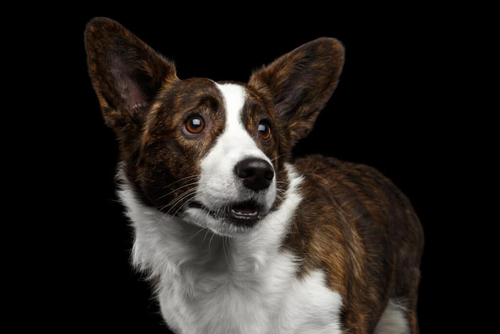 Corgi Colors: Brown with white cardigan welsh corgi