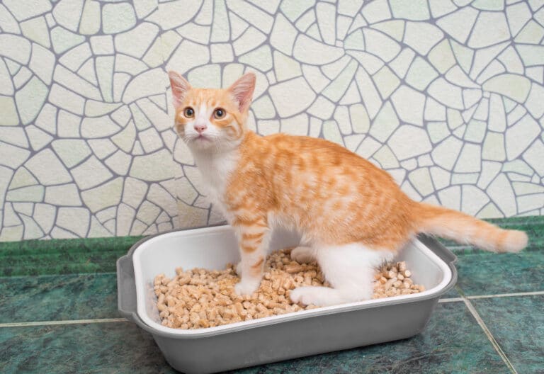 litter alternatives for cats